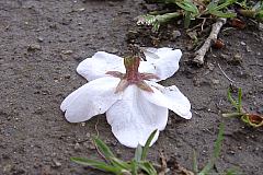 ヒヨドリが食いちぎった桜の花