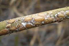 アシの茎に付いたカイガラムシの一種