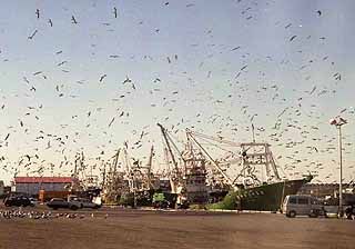 波崎漁港の漁船に群がるカモメ