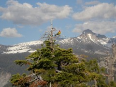 シェラ・ネバダ山脈と色鮮やかな鳥