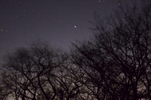 落葉樹が木枯らしで揺れる向こうに星が輝く