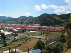 涅槃堂から見た桜