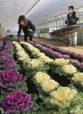 温室で多くの紫や白のハボタンを収穫